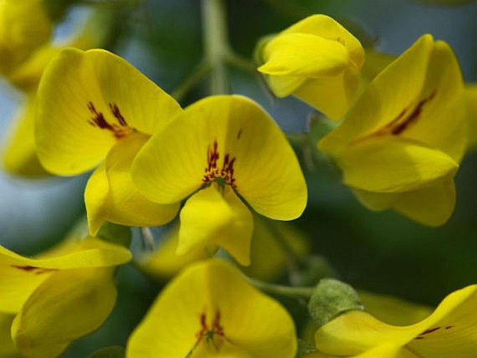 Laburnum anagyroides