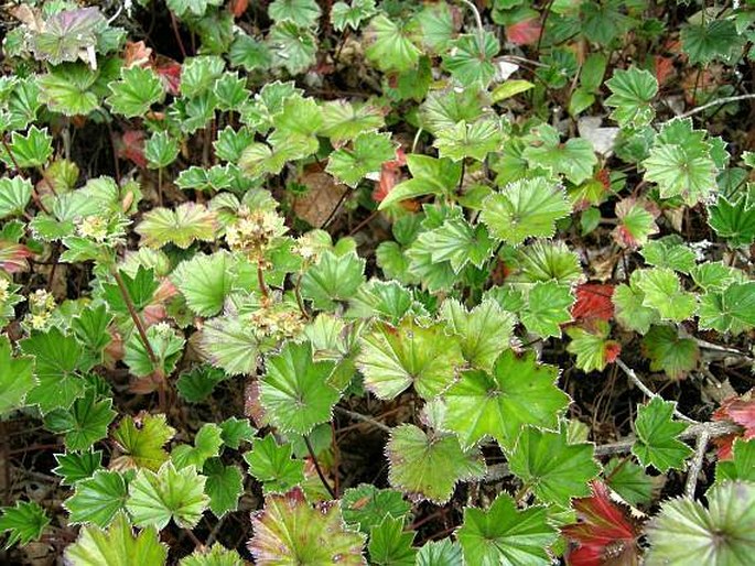 Lachemilla pectinata