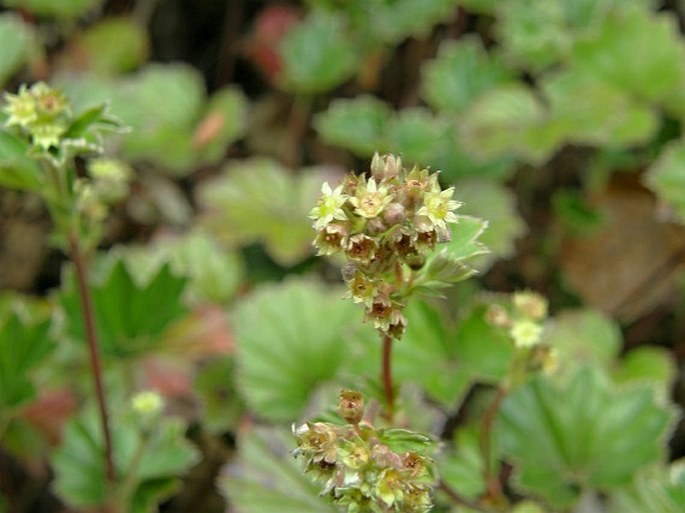 Lachemilla pectinata