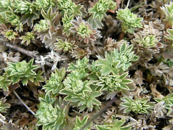 Lachemilla standleyi