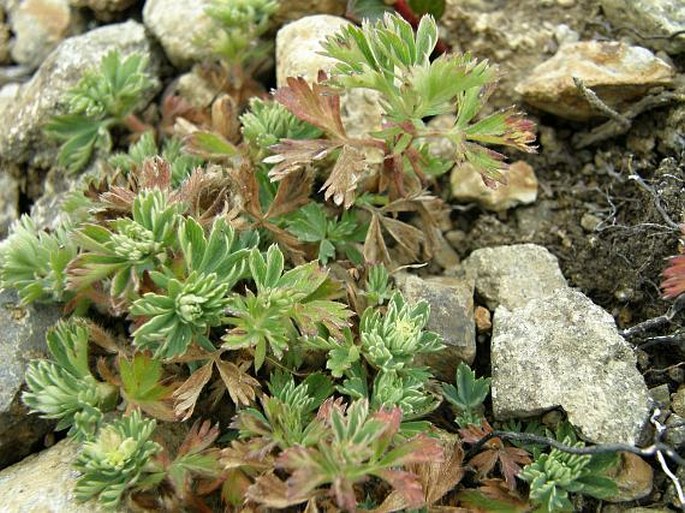 Lachemilla standleyi