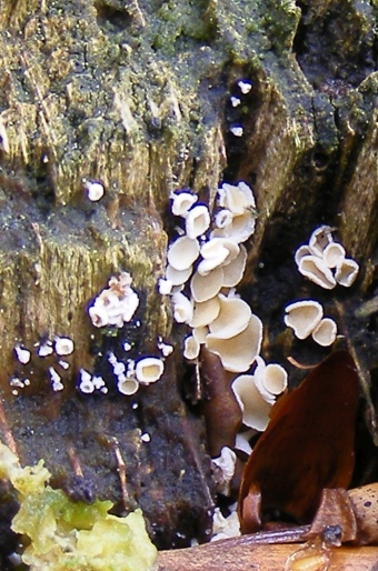 Lachnum nudipes