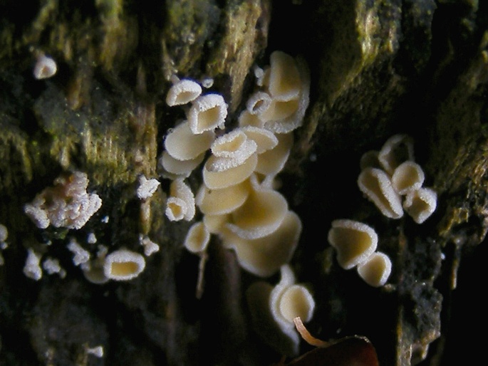 Lachnum nudipes