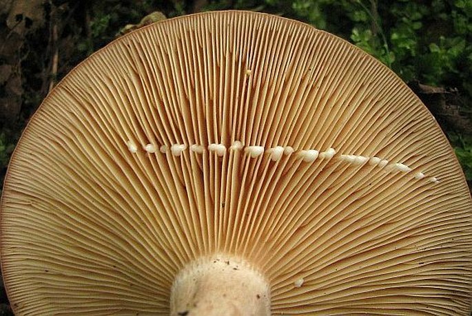 Lactarius circellatus