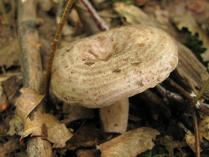 Lactarius circellatus