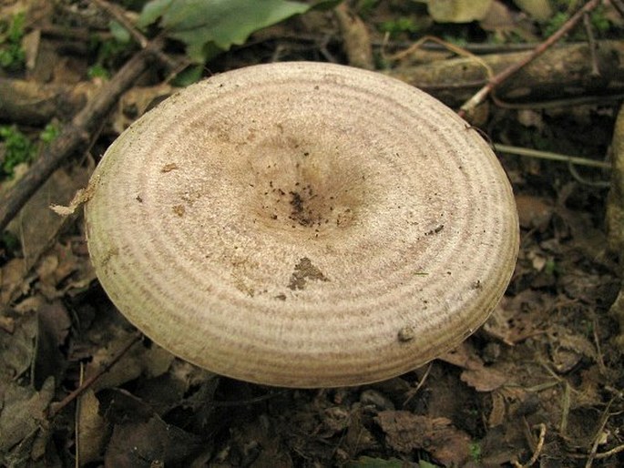 Lactarius circellatus