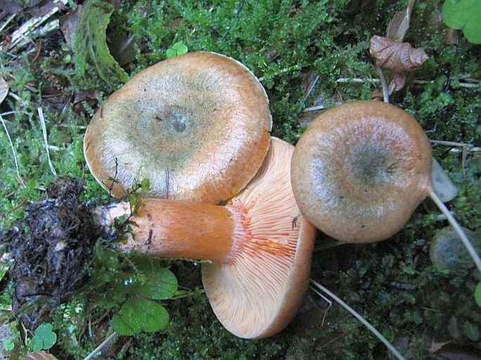 Lactarius deterrimus