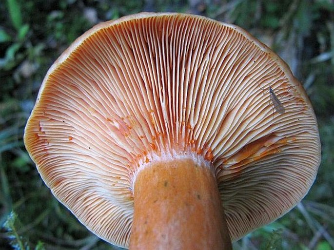 Lactarius deterrimus