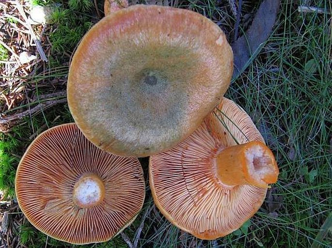 Lactarius deterrimus