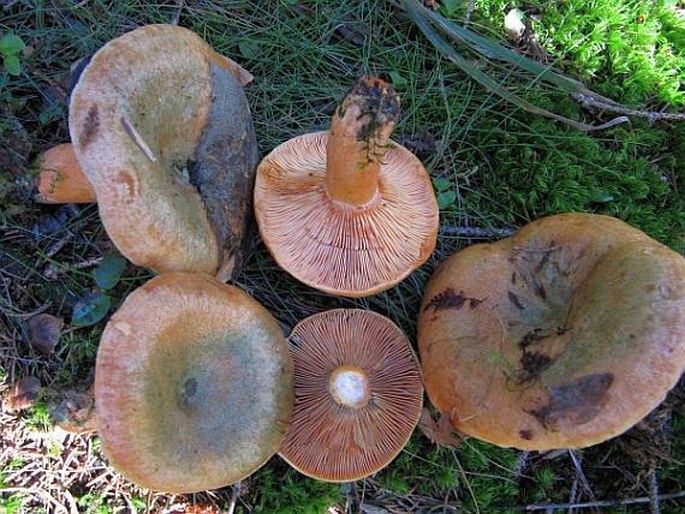 Lactarius deterrimus