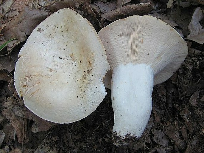 Lactarius piperatus