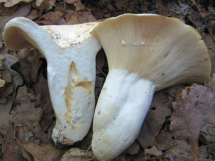 Lactarius piperatus