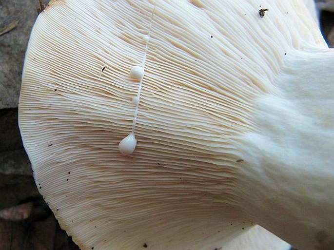 Lactarius piperatus