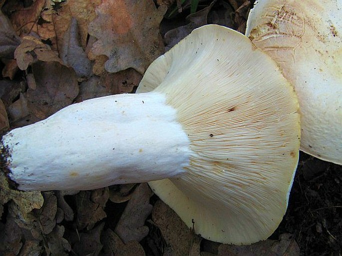 Lactarius piperatus