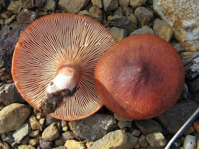 Lactarius rufus