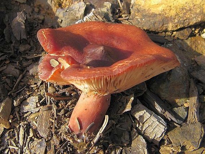 Lactarius rufus