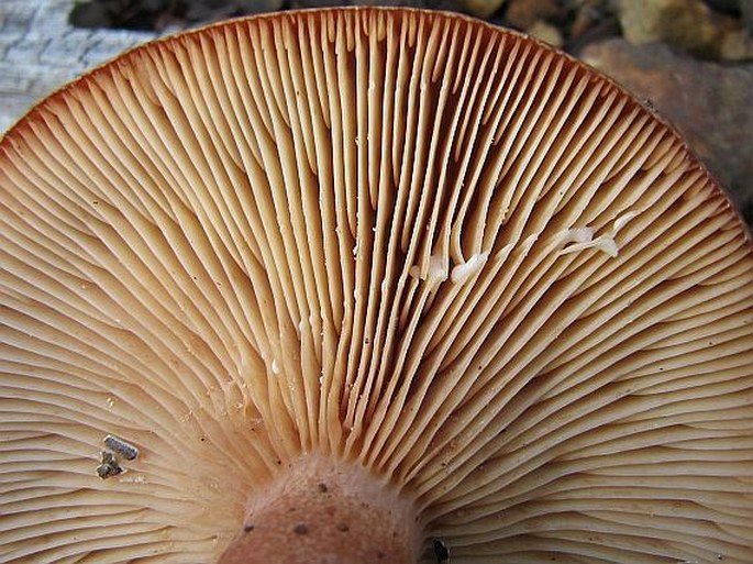 Lactarius rufus