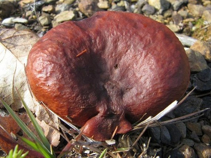 Lactarius rufus