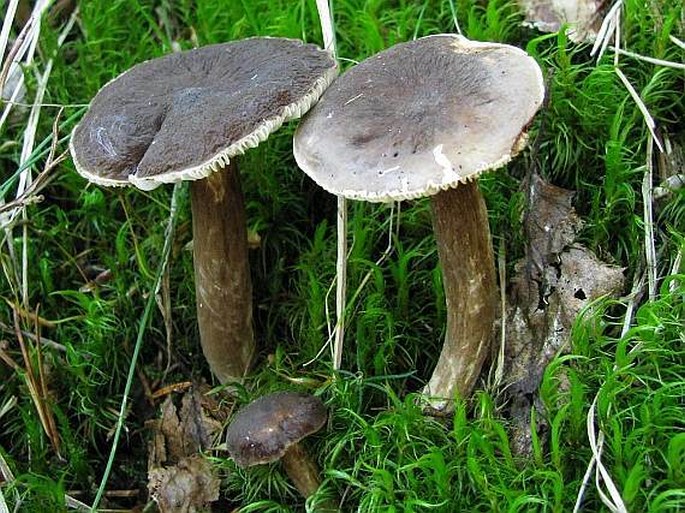 Lactarius lignyotus