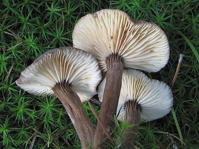 Lactarius lignyotus