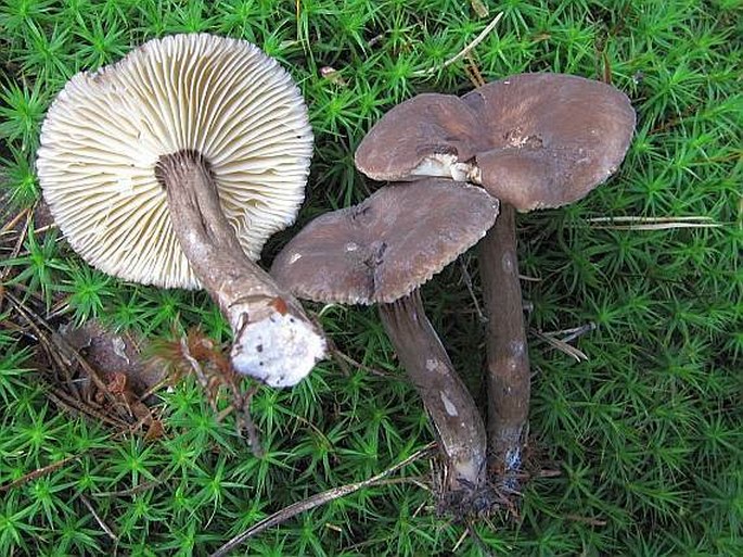 Lactarius lignyotus