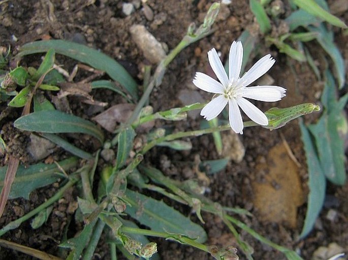 Lactuca inermis