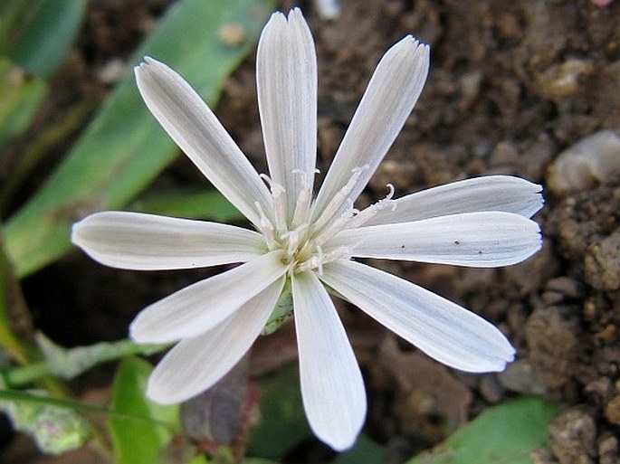 Lactuca inermis