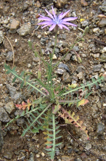 Lactuca perennis