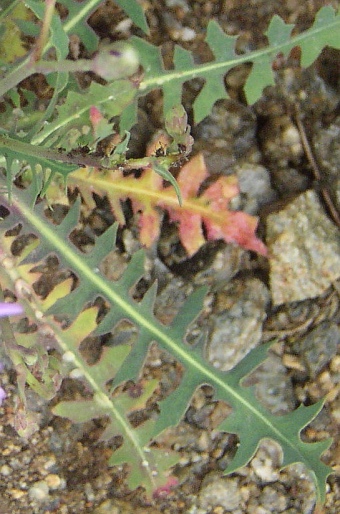 Lactuca perennis