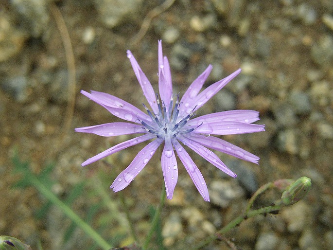 Lactuca perennis