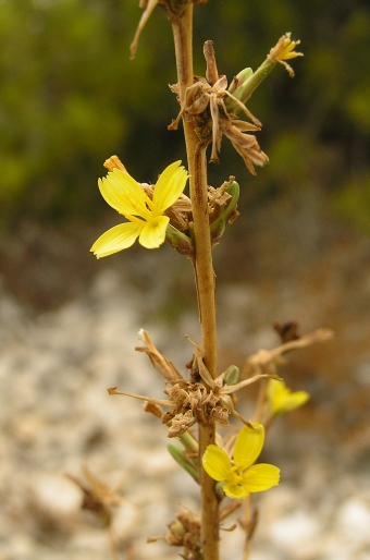 Lactuca viminea