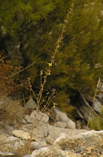 Lactuca viminea