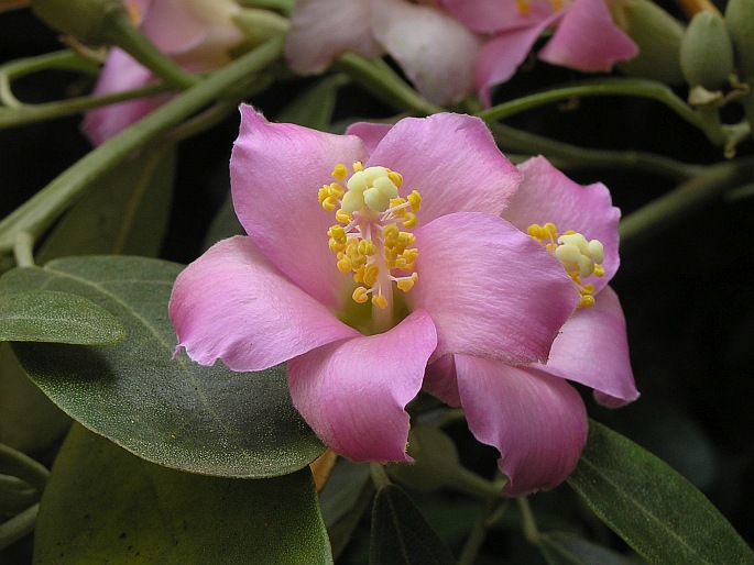 LAGUNARIA PATERSONIA (Andrews) G. Don