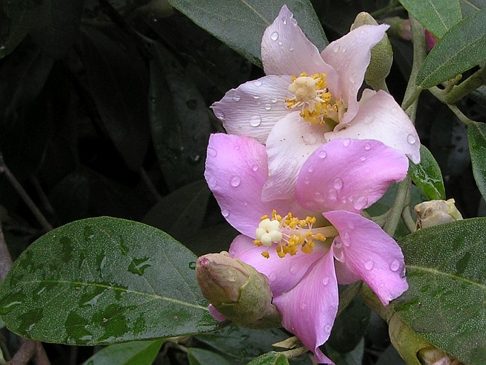 Lagunaria patersonia