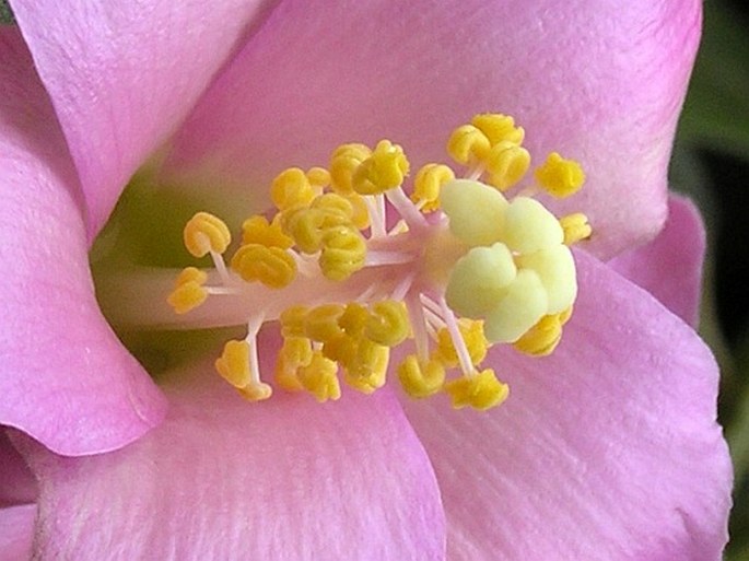 Lagunaria patersonia