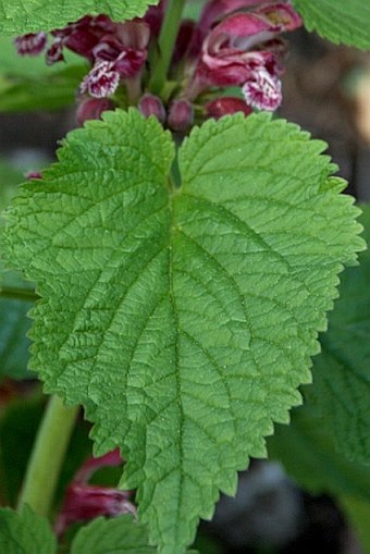 Lamium orvala