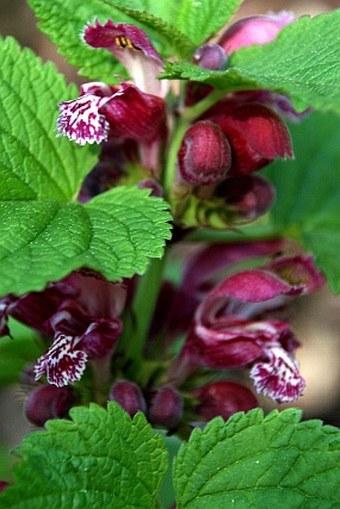 Lamium orvala