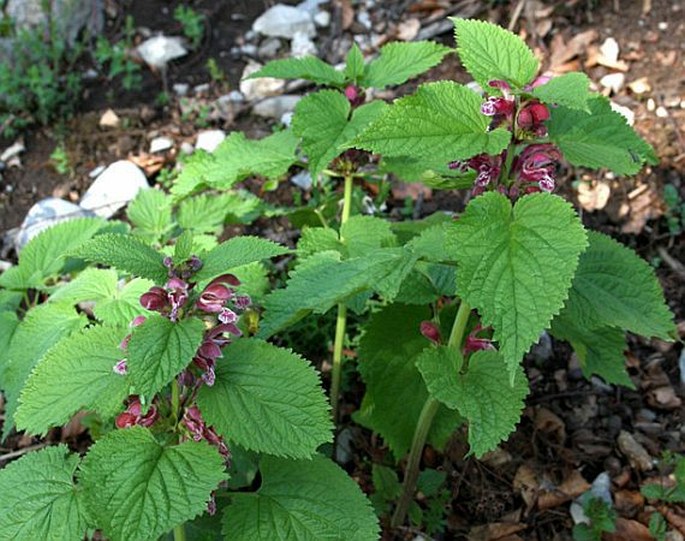 Lamium orvala