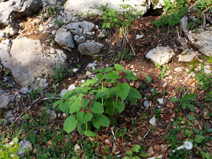 Lamium orvala