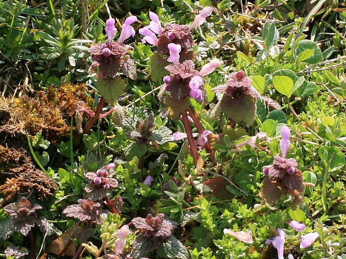 Lamium purpureum