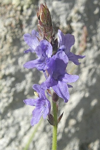 Lavandula nimmoi