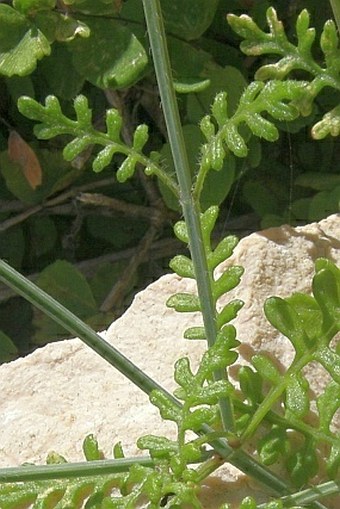 Lavandula nimmoi