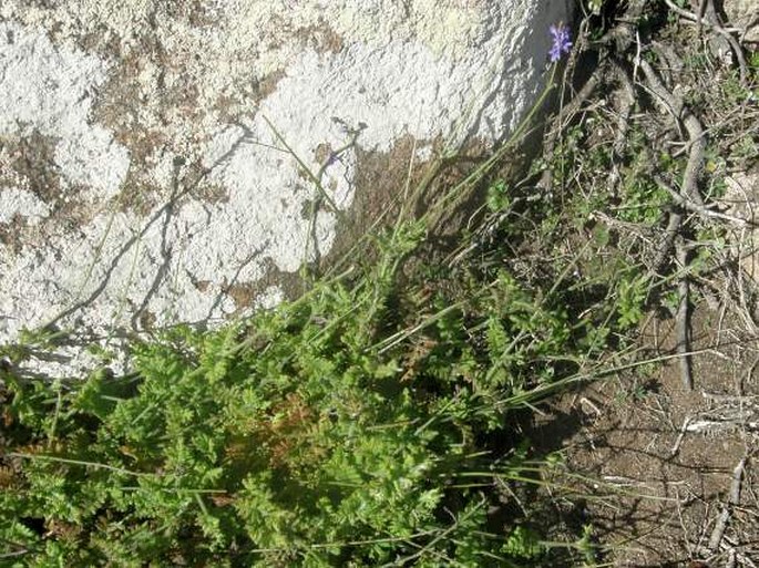 Lavandula nimmoi