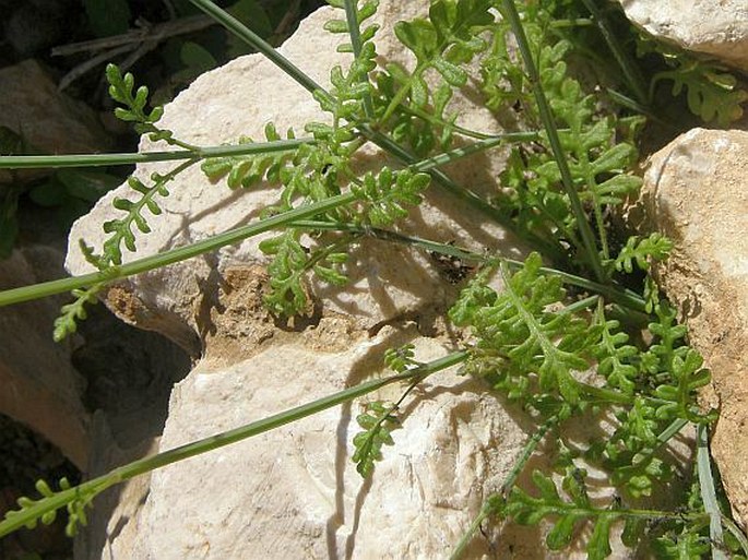 Lavandula nimmoi