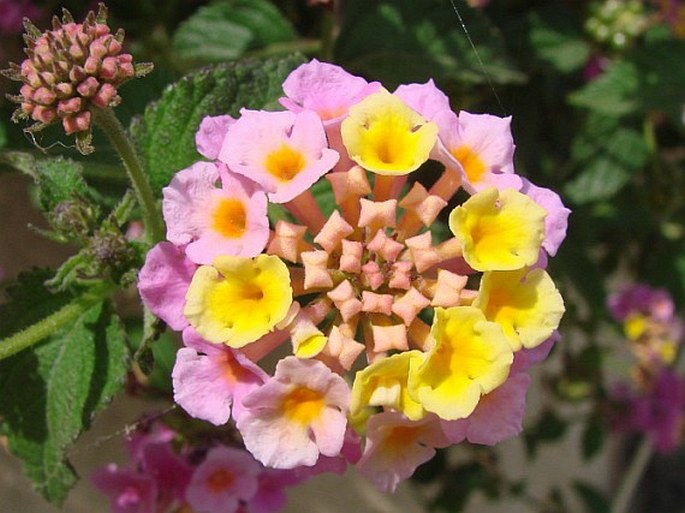 LANTANA CAMARA L. - lantána