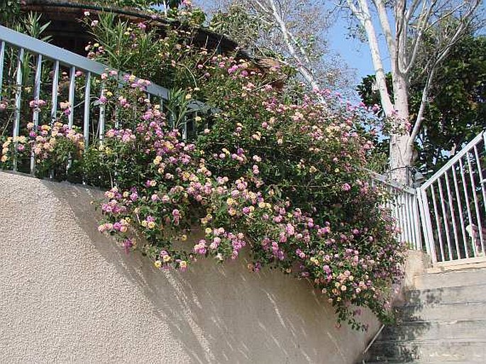 Lantana camara