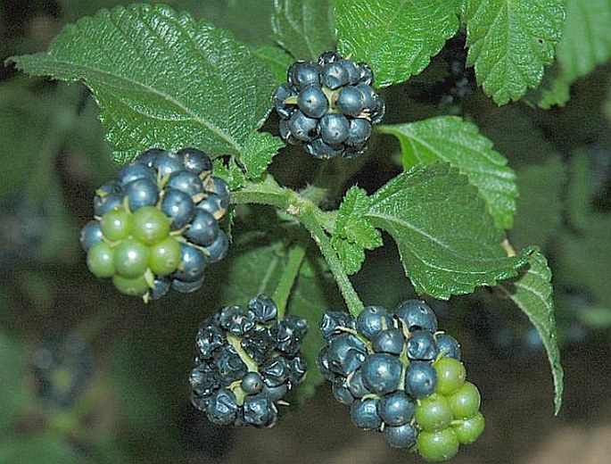 Lantana camara