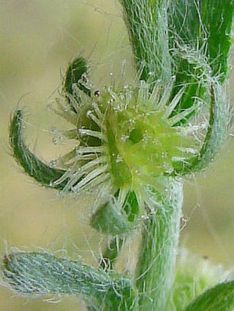 Lappula squarrosa