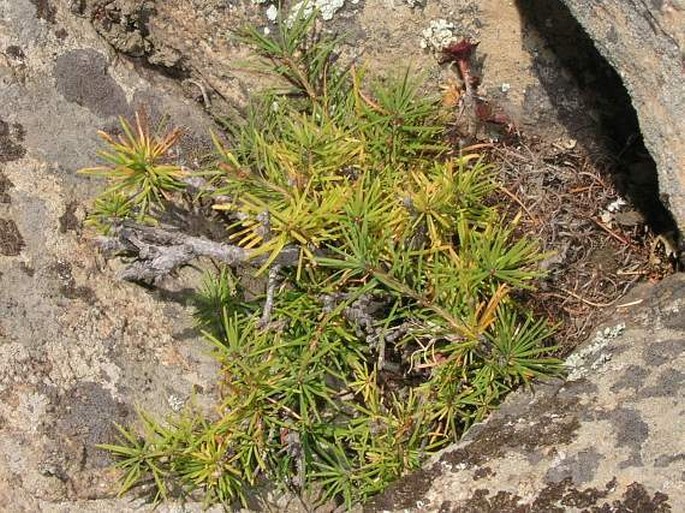 LARIX SIBIRICA Ledeb. – modřín sibiřský / smrekovec