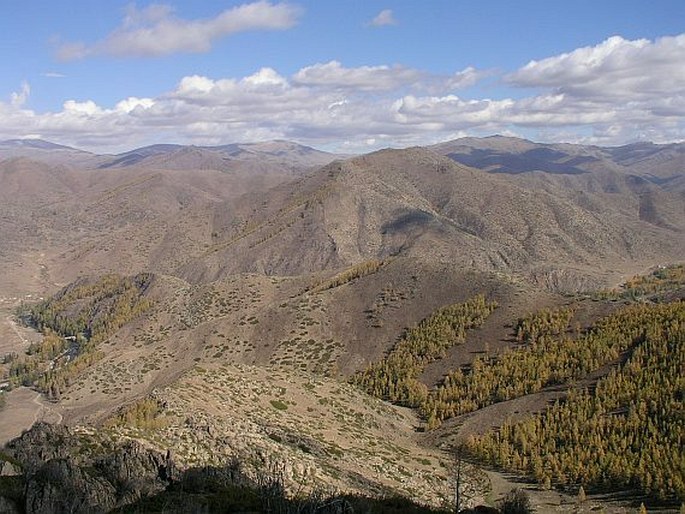 Larix sibirica